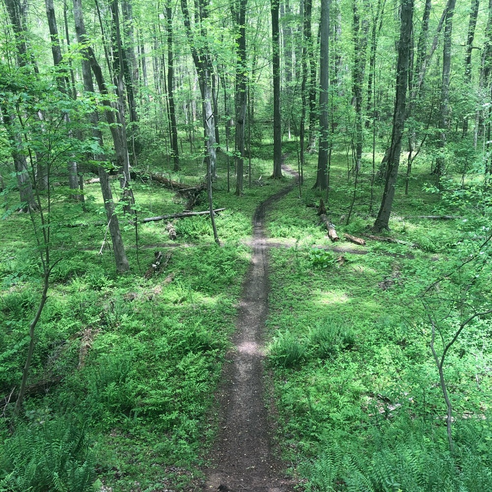 Meet your Posher, Maeve